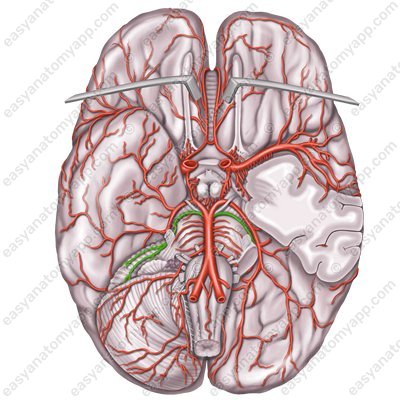 Правая и левая верхние мозжечковые артерии (arteria superior cerebelli)